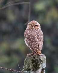 owl with the green background