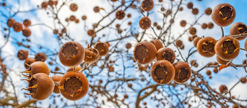 Medlar fruit Mespilus germanica on a branch in winter time