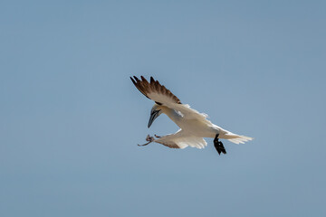 Fototapeta na wymiar Gannet Flying, Coming in to Land with Ruffled Feathers, Ireland