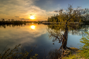 Fototapeta na wymiar Tree in the water at sunset in a romantic mood