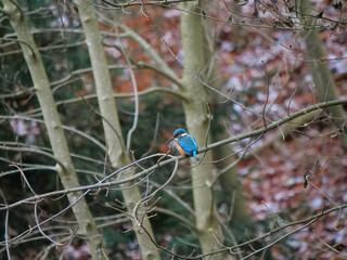 Biberach, Deutschland: Ein Eisvogel im Winter