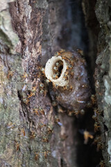 entrance of a stingless bee hive in a tree hole in the forest. Stingless Brazilian bees. Stingless bees called Jatai do Brasil