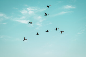 birds in flight florida miami sky group 
