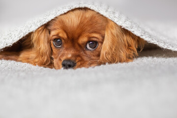 Puppy Under Blanket