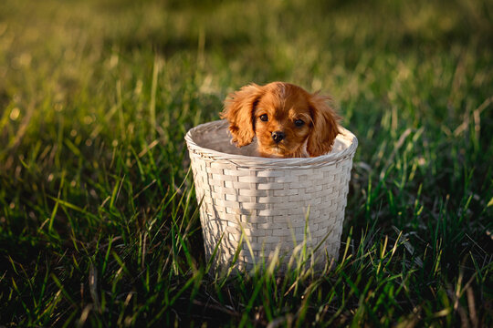 Puppy in a Basket
