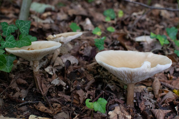mushroom in the forest