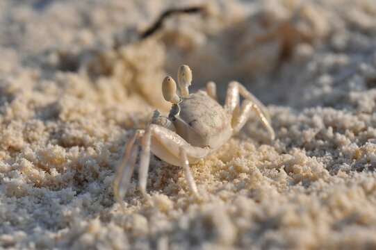 Sand crabs at low tide on a Maldivian island