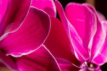 petali macro