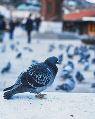 Close up of a pidgeon