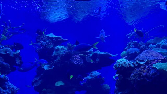 Colorful Tropical Fish in slow motion, Palma de Mallorca Aquarium - (4K)