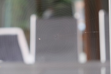 Spiderweb with blurred background