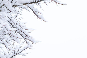 Abstract background with tree branches in snow