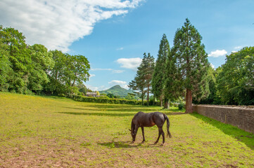 Naklejka premium Horse grazing in the summertime hills.