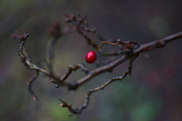 red berries on a tree - obrazy, fototapety, plakaty