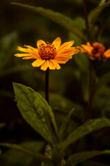 orange flower in the garden