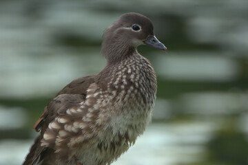 Mandarin duck © Klimczak-Krajewska