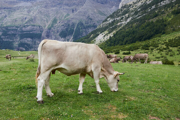 Wild cow in high mountains