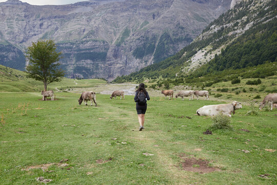 Anonymous Girl With Her Back Turned Walking Among Cows