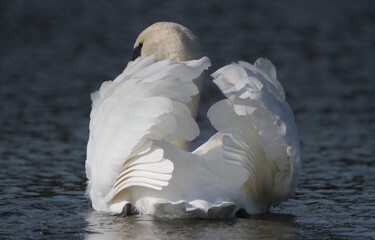 white swan on the pond © Klimczak-Krajewska