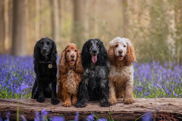Four Spaniels Dogs  in Bluebells 