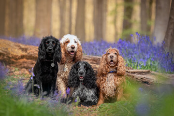 Four Spaniels Dogs  in Bluebells 