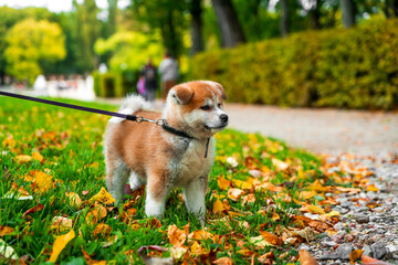 Dog Akita on the walk