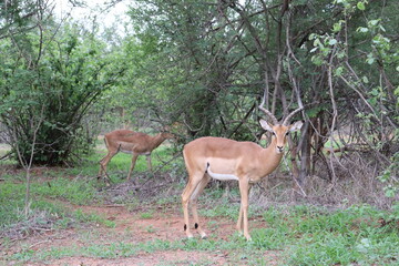 impala in the wild