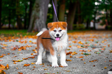 Dog Akita on the walk © Mark