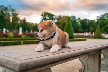 Dog Akita on the walk © Mark