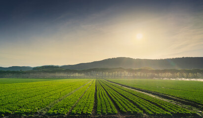 Salad fields, vegetable cultivation in Maremma at sunrise. Castagneto Carducci, Tuscany, Italy