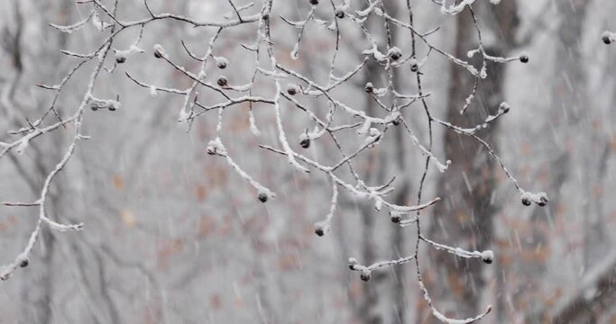 Beechnut tree branch covered in snow blowing in the wind