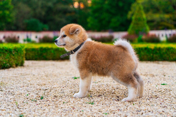 Dog Akita on the walk