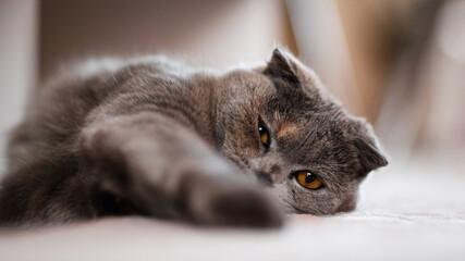 Scottish fold cat laying lazy on the floor, selective focus, horizontal photo