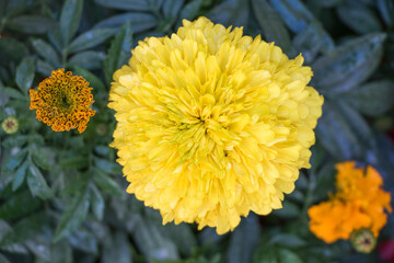 yellow marigold flower field