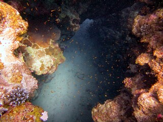 coral reef in sea