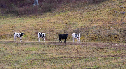 Four Cows in a Row