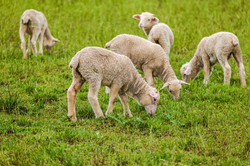 Naklejka na ściany i meble Baby sheep grazing in a lush green field