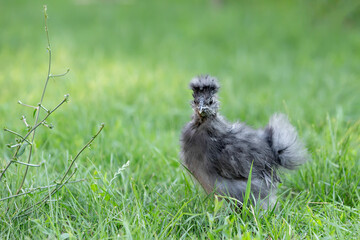 Obraz premium Gray Chinese silkie chicken on green grass. Selective focus