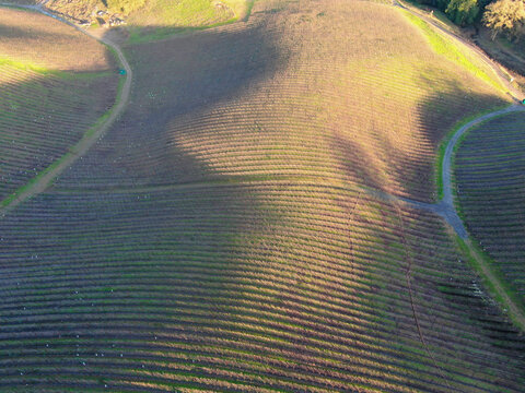 Aerial Photo Healdsburg Vineyards California