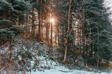 Słońce, las, śnieg