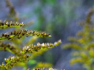 small yellow flowers on wild grass