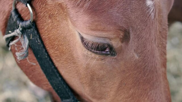 Eye. Horse eye. Macro photography.