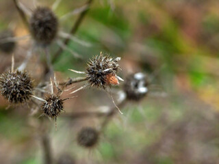 dry burdock thorns on the bushes