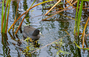 American coot on pond 
