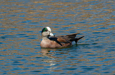 American Wigeon duck in pond