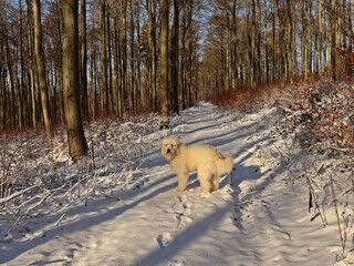 Winterspaziergang mit Goldendoodle im Schnee auf dem Meissner