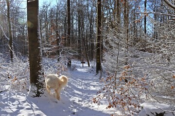 Goldendoodle markiert im Schnee auf dem Meissner