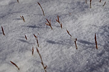 Buchenkeimlinge (Fagus sylvatica).im Schnee