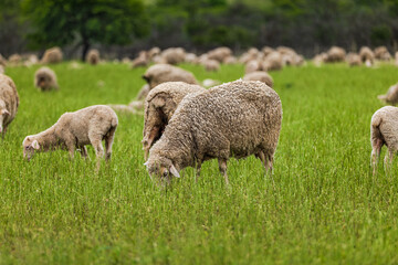 Sheep grazing in a lush green grassland Eastern Cape South Africa