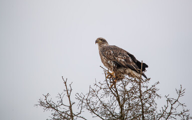 American bald eagle on snow